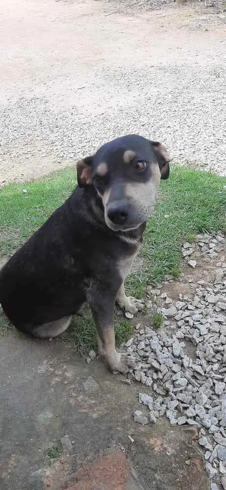 Cachorro ra a  idade 2 anos nome Menina 