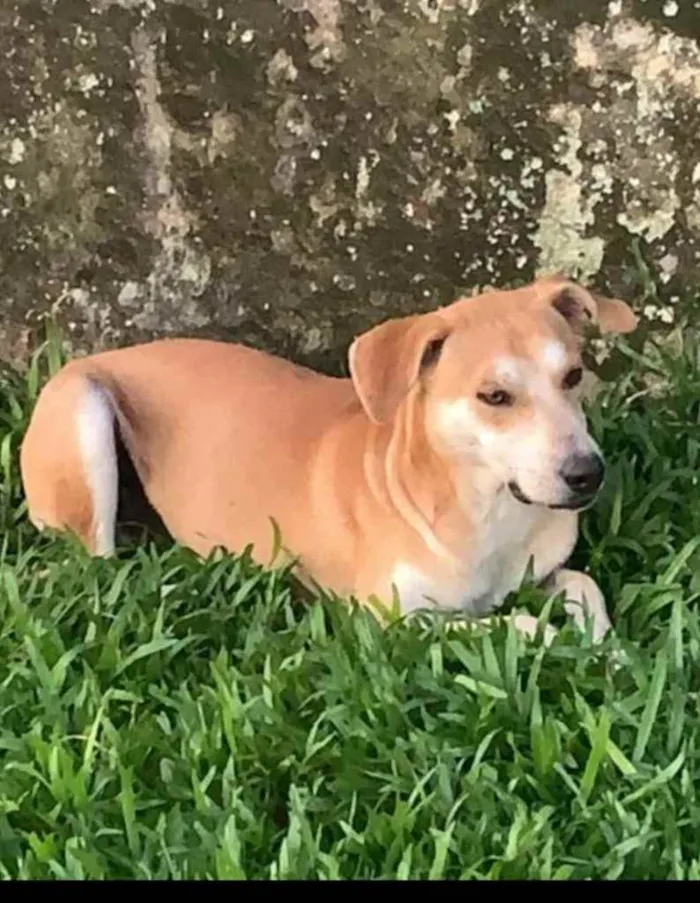 Cachorro ra a  idade 2 anos nome Alemão 