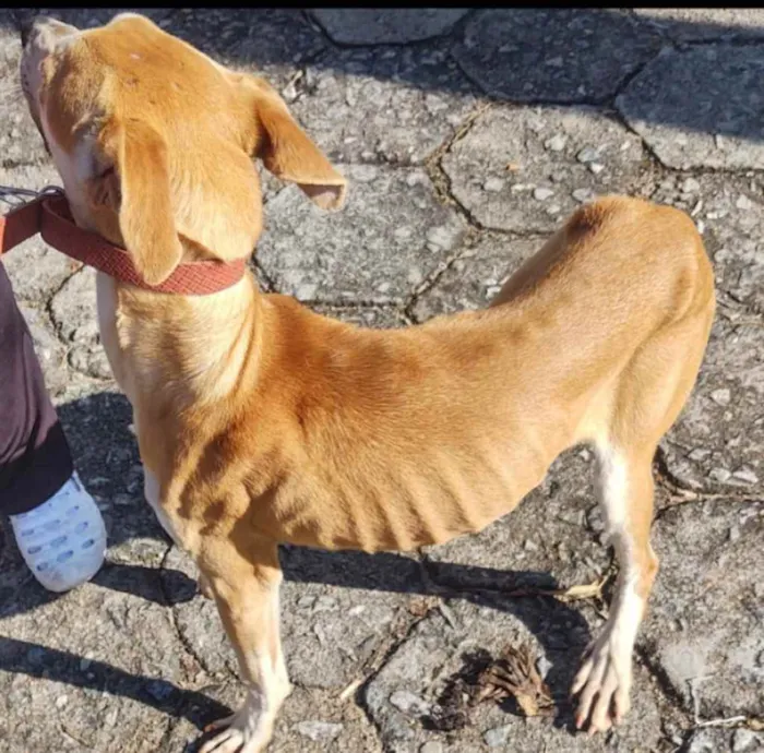 Cachorro ra a  idade 2 anos nome Alemão 