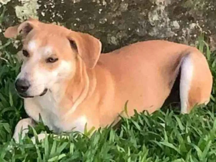 Cachorro ra a  idade 2 anos nome Alemão 