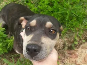 Cachorro raça  idade 2 anos nome Menina 