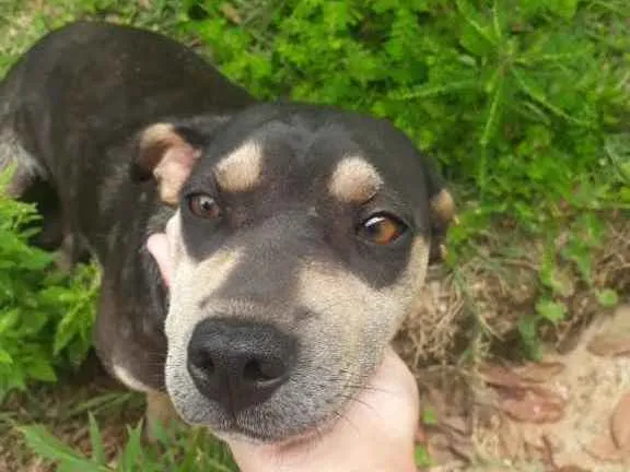 Cachorro ra a  idade 2 anos nome Menina 