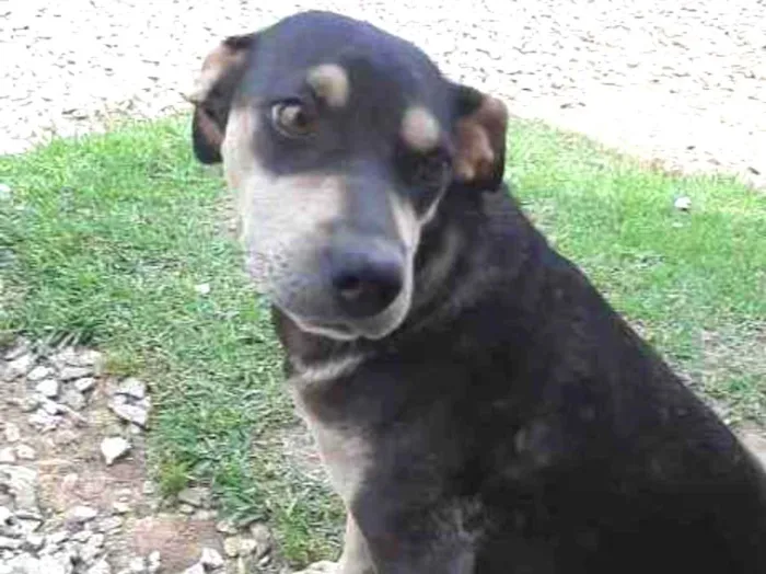 Cachorro ra a  idade 2 anos nome Menina 