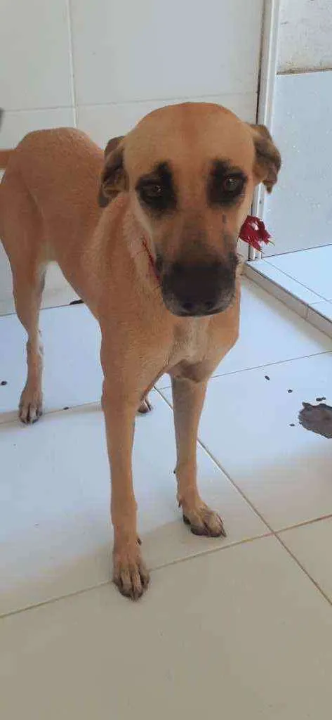 Cachorro ra a Raça não definida idade 5 anos nome Lisa