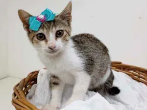 Gato raça Srd idade Abaixo de 2 meses nome Maya