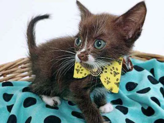 Gato ra a Srd idade Abaixo de 2 meses nome Brown