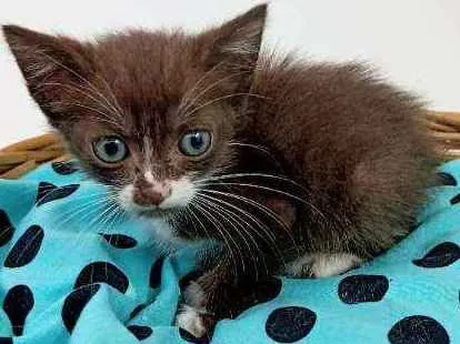 Gato ra a Srd idade Abaixo de 2 meses nome Brown