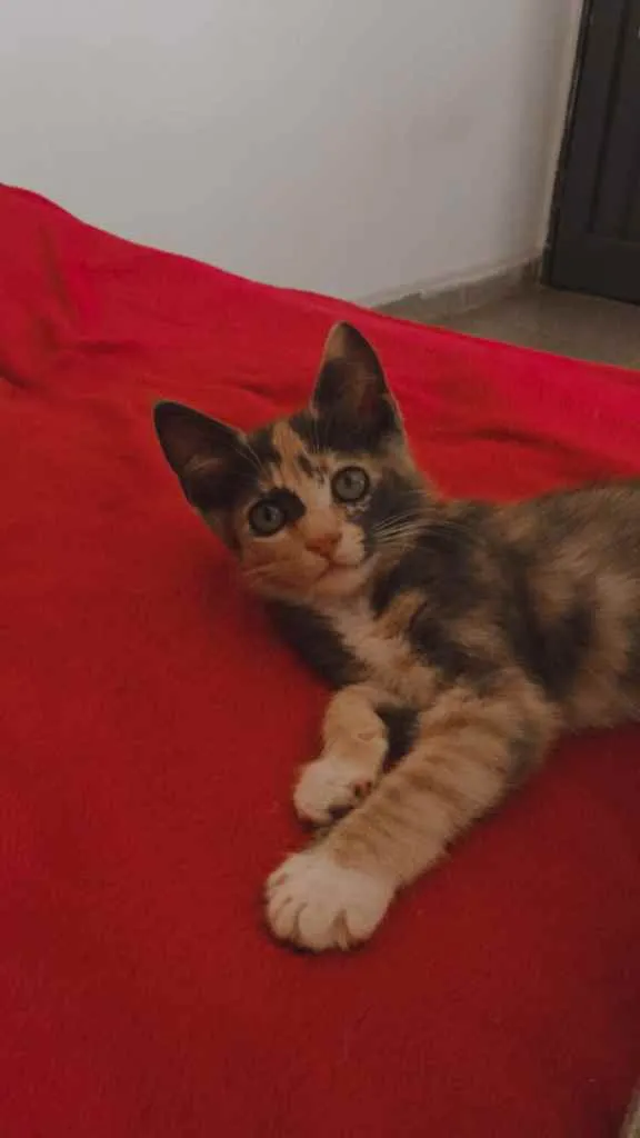 Gato ra a vira lata idade 2 a 6 meses nome Kira