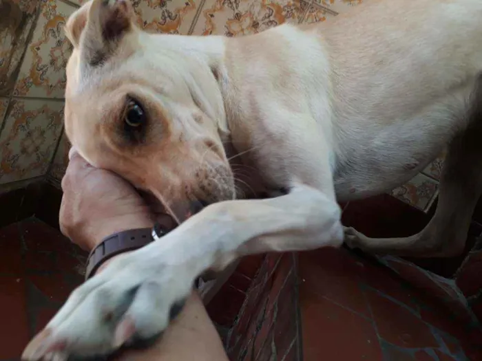 Cachorro ra a Indeferido idade 1 ano nome Kiara