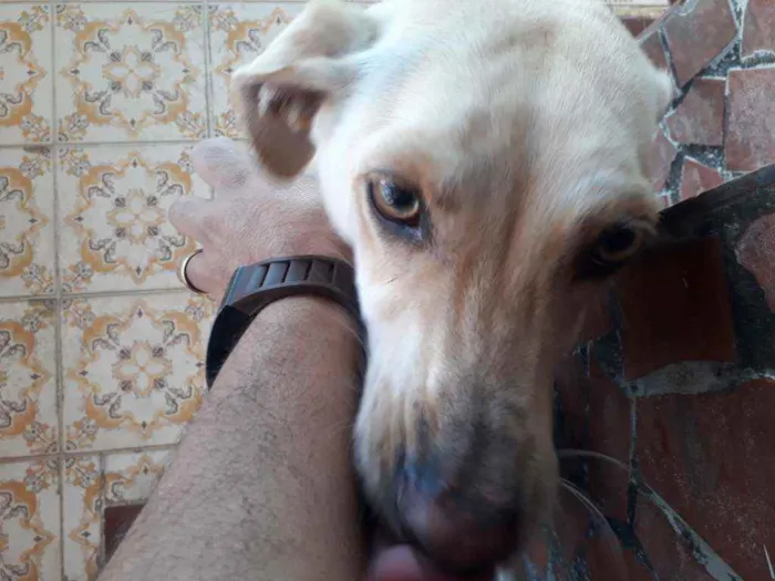 Cachorro ra a Indeferido idade 1 ano nome Kiara