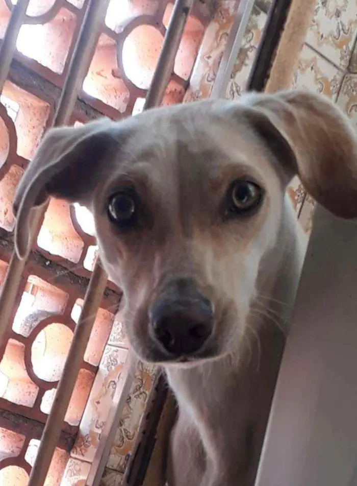 Cachorro ra a Indeferido idade 1 ano nome Kiara