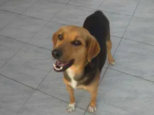 Cachorro raça  idade 2 anos nome Nao sei 