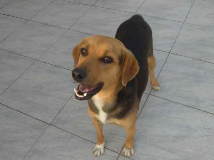 Cachorro ra a  idade 2 anos nome Nao sei 