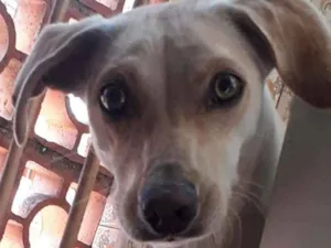 Cachorro raça Indeferido idade 1 ano nome Kiara