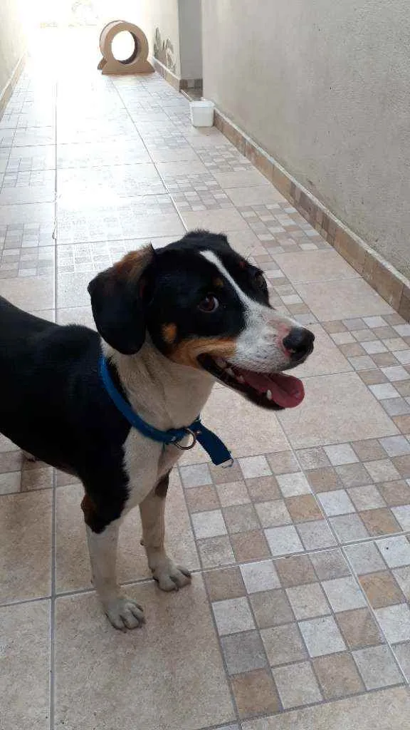 Cachorro raça SRD idade 7 a 11 meses nome Menina