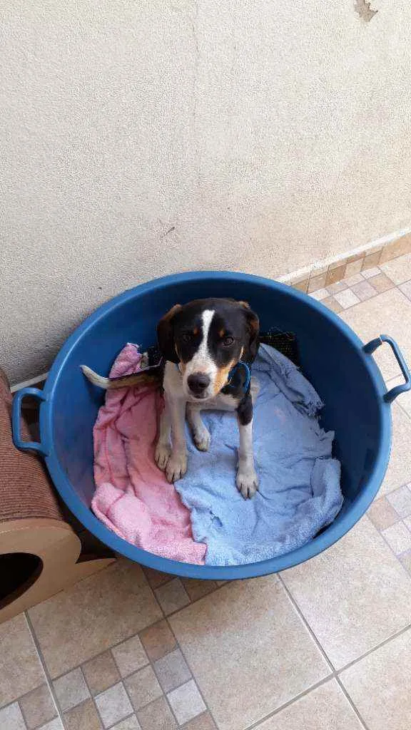 Cachorro raça SRD idade 7 a 11 meses nome Menina