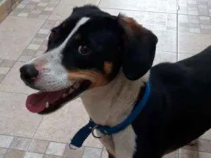 Cachorro raça SRD idade 7 a 11 meses nome Menina