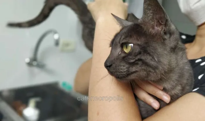 Gato raça srd idade 2 a 6 meses nome Smoke