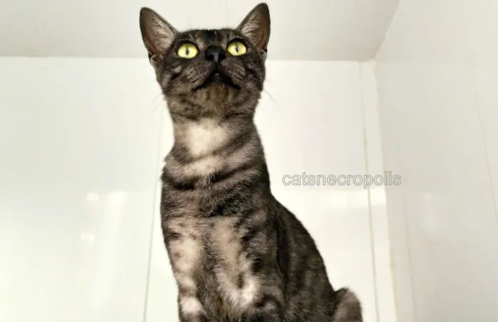 Gato raça srd idade 2 a 6 meses nome Smoke