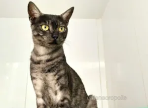 Gato raça srd idade 2 a 6 meses nome Smoke
