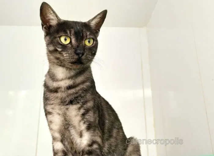 Gato raça srd idade 2 a 6 meses nome Smoke