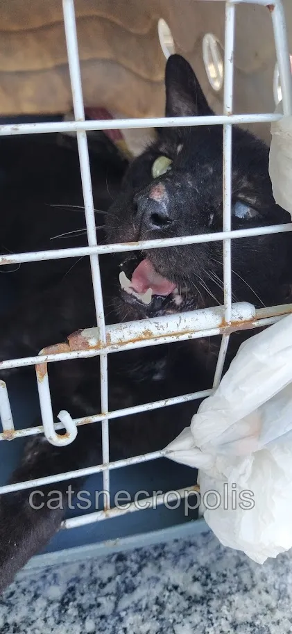 Gato raça srd idade 1 ano nome Cascão