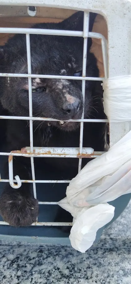 Gato raça srd idade 1 ano nome Cascão