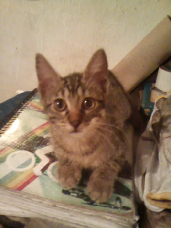 Gato raça srd idade 2 a 6 meses nome Filhotinha