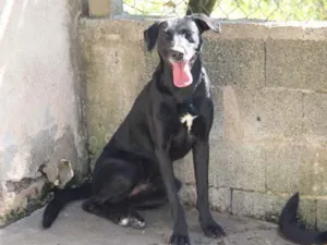Cachorro raça Srd idade 2 anos nome Thor