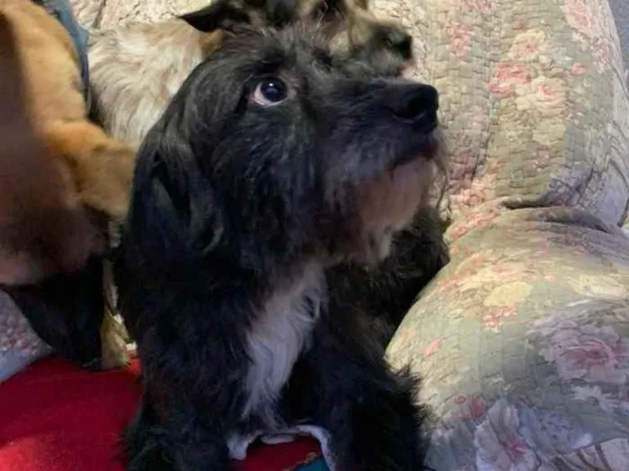 Cachorro ra a SRD idade 3 anos nome Valentin