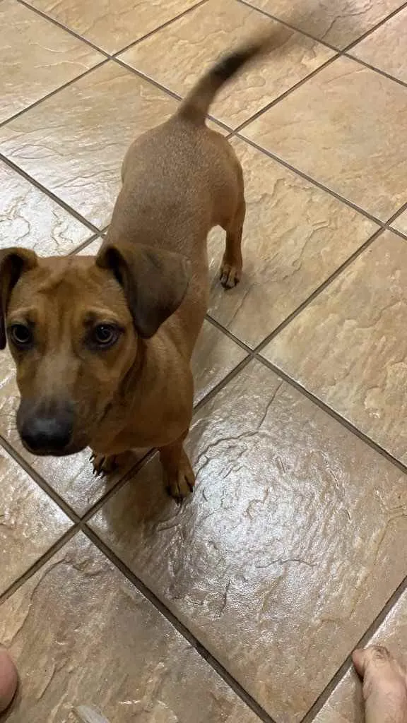 Cachorro ra a Vira lata idade 7 a 11 meses nome Marola