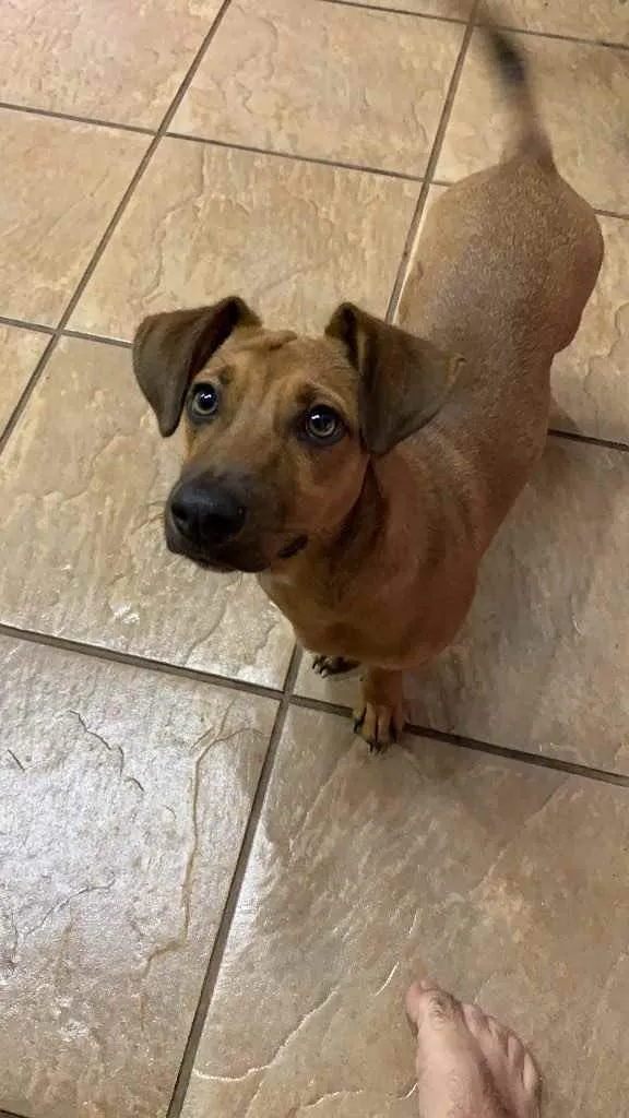Cachorro ra a Vira lata idade 7 a 11 meses nome Marola