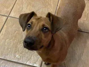 Cachorro raça Vira lata idade 7 a 11 meses nome Marola