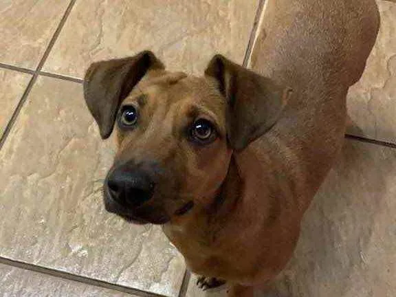 Cachorro ra a Vira lata idade 7 a 11 meses nome Marola