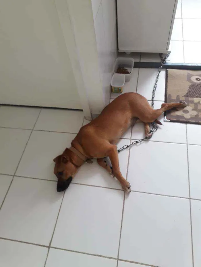 Cachorro ra a Mistura de vira-lata cm pitbul idade 7 a 11 meses nome Madruguinha