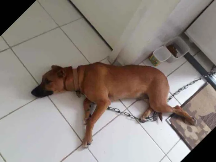 Cachorro ra a Mistura de vira-lata cm pitbul idade 7 a 11 meses nome Madruguinha