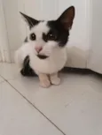 Filó