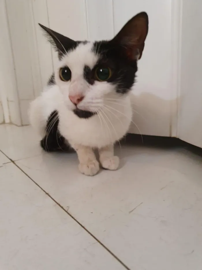 Gato ra a SRD idade 2 a 6 meses nome Filó
