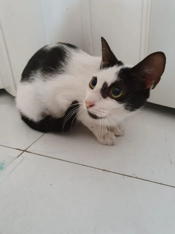 Gato ra a SRD idade 2 a 6 meses nome Filó