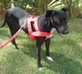 Bolinha