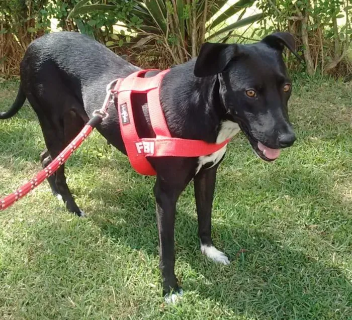 Cachorro ra a SRD-ViraLata idade 2 anos nome Bolinha