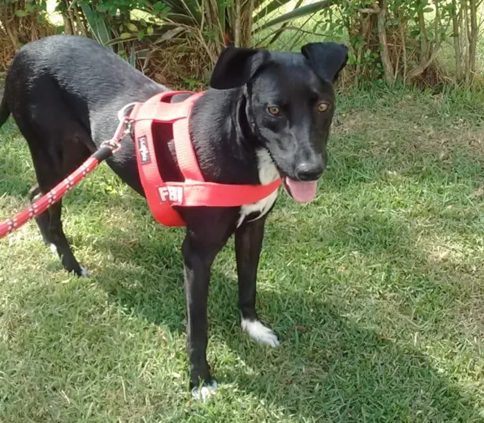 Cachorro ra a SRD-ViraLata idade 2 anos nome Bolinha