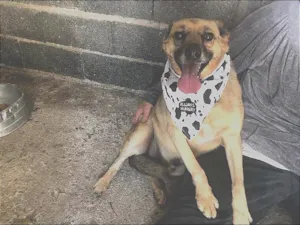 Cachorro raça SRD idade 4 anos nome Sol
