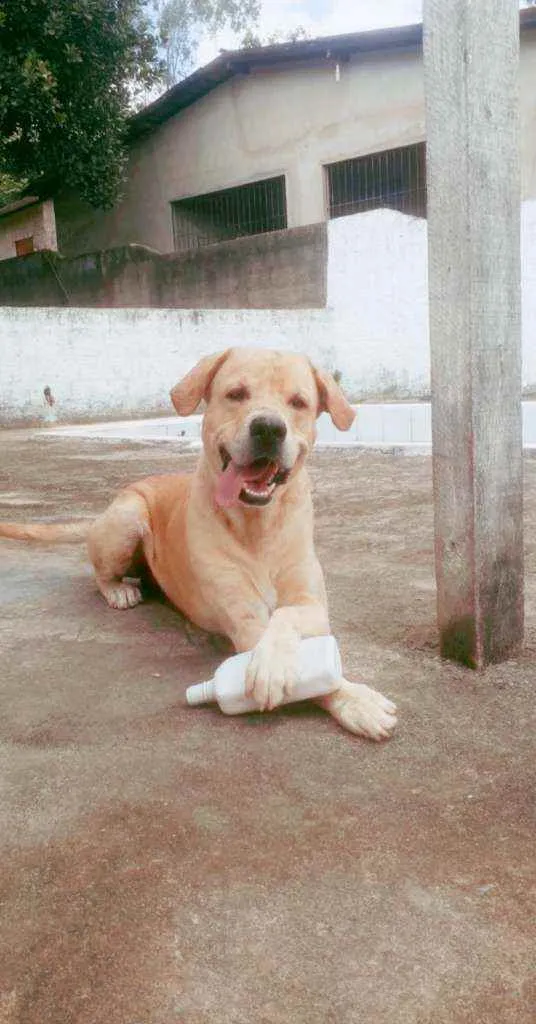 Cachorro ra a Labrador idade 5 anos nome Snoop