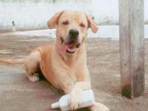 Cachorro raça Labrador idade 5 anos nome Snoop