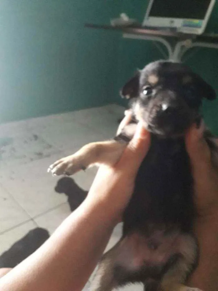 Cachorro ra a Vira lata com border Culler  idade Abaixo de 2 meses nome Nao tem.nome