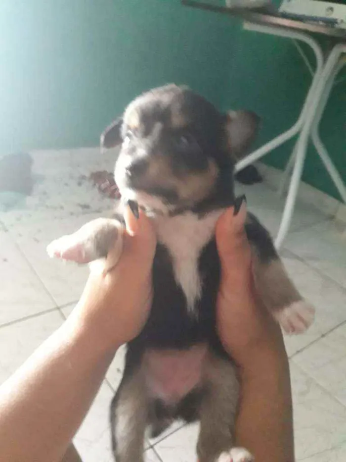 Cachorro ra a Vira lata com border Culler  idade Abaixo de 2 meses nome Nao tem.nome