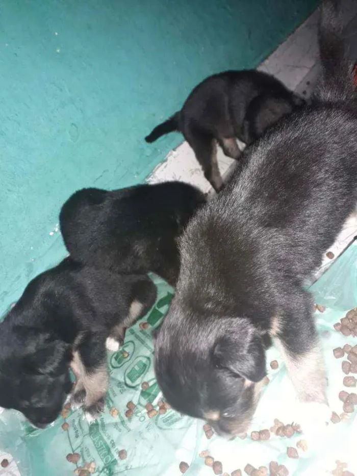 Cachorro ra a Vira lata com border Culler  idade Abaixo de 2 meses nome Nao tem.nome