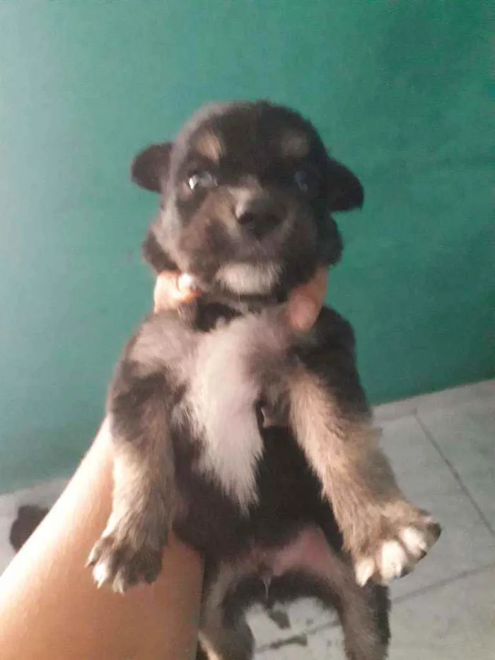 Cachorro ra a Vira lata com border Culler  idade Abaixo de 2 meses nome Nao tem.nome