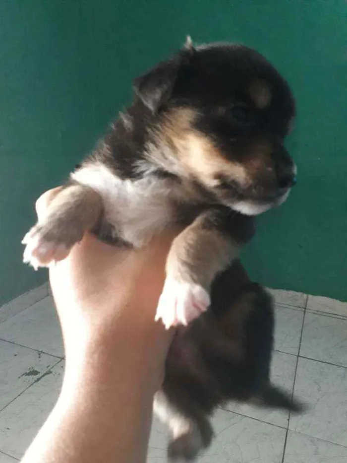 Cachorro ra a Vira lata com border Culler  idade Abaixo de 2 meses nome Nao tem.nome